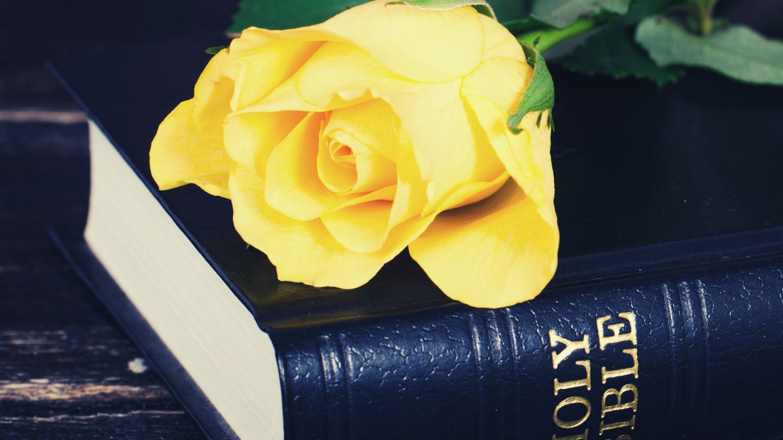 una rosa amarilla en una biblia